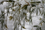 Black Bamboo in Snow