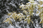 Bamboo and Blue Spruce in Snow