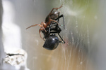 Sowbug Killer Spider Killing a Black Widow