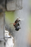 Woodlice Spider Killing a Black Widow