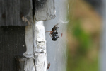 Woodlouse Spider Killing a Black Widow