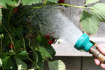 Strawberry Plant Being Watered