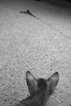 F4 Savannah Kitten Watching a Toy