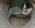 F4 Savannah Kitten in a Cat Tunnel