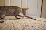 F4 Savannah Kitten Catching a Toy