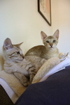 Two F4 Savannah Kittens on a Heating Pad
