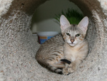 F4 Savannah Kitten in a Tunnel