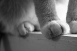 Cat’s Paws on a Window Sill