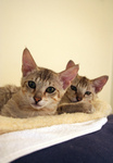 Savannah Kittens on a Heating Pad