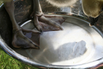 African Gosling in a Water Dish