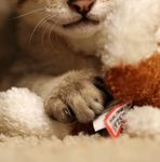 Savannah Kitten and Stuffed Toy