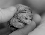 Cat’s Paw in a Human Hand