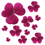 Pink Clover Leaves