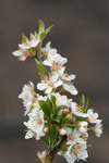 Sprig of White Plum Blossoms