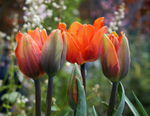 Different Growth Stages of Tulips