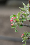 Pink Apple Blossoms