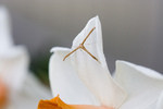 Delicate Moth on a Daffodil Flower