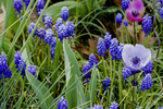 Grape Hyacinth Patch With Anemone Flowers