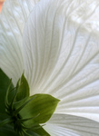 Back Side of a White Hibiscus