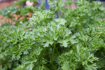 Curly Parsley Plant