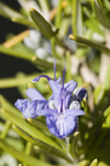 Rosemary Blossoms and Buds