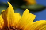 American Giant Sunflower Petals