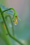 Dew Drop on Tomato Blossom