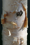 Peeling Jacquemontii Birch