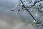 Dew on Corokia Cotoneaster