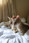Savannah Kittens Resting