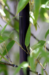 Leaves and Black Bamboo Shoot