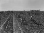 Workers in Carrot Field