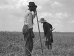 African American Cotton Sharecroppers