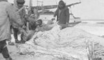 Eskimo Hunters Cutting up a Walrus