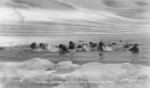Walruses Among Ice Floes