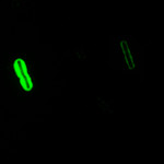 Anthracis Direct Fluorescent Antibody (DFA) Capsule Stain
