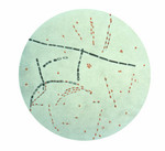 Bacillus Anthracis from Agar Culture