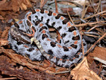 Venomous Carolina Pygmy Rattlesnake