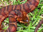 Cottonmouth/Water Moccasin Snake (Agkistrodon piscivorus)