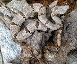 Venomous Mottled Rock Rattlesnake (Crotalus lepidus)