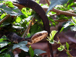 Florida Cottonmouth Snake (A. p. conanti)