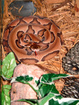 Venomous Southern Copperhead Snake (Agkistrodon contortrix)