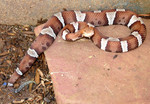 Venomous “trans-Pecos” Copperhead Snake