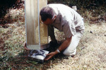 Field Researcher Removing a Tray Filled with Mosquitoes from a Horse Stable Mosquito Trap