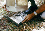 Researcher Removing a Mosquito-Filled Tray from a Horse Stable Mosquito Trap