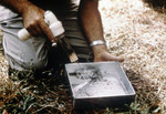 Researcher Removing Mosquitoes with a Mechanical Aspirator from the Tray of a Horse Stable Mosquito Trap