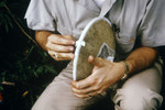 Field Researcher Sealing a Mosquito Collection Bag for an Arborvirus Isolation Study