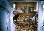Lab Technician Placing Petri Dishes Containing Sorted Mosquitoes into Refrigerated Environment