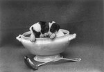 Puppies in a Soup Tureen