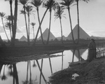 Pyramids Through a Palm Grove